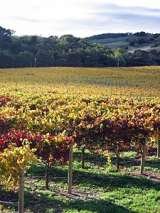 Shady Oaks Country Inn - Napa Valley Bed and breakfast, St. Helena