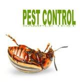 Best Miami Pest Control Service, Miami