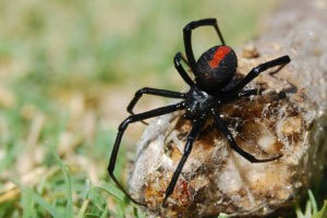  Profile Photos of Pest Control Highfields Clara Street - Photo 1 of 1