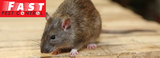 Pest Control Highfields, Highfields