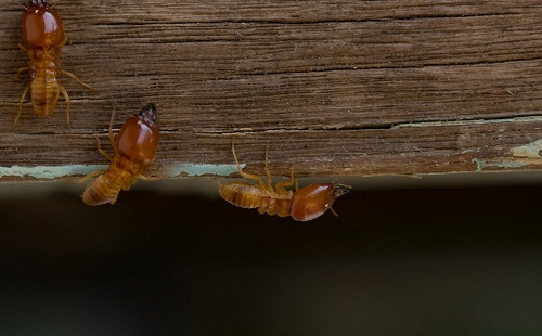  Profile Photos of Affordable Termite Control - Riverside 29301 Big Range Road - Photo 6 of 7