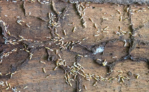  Profile Photos of Affordable Termite Control - Riverside 29301 Big Range Road - Photo 7 of 7