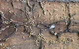 Affordable Termite Control - Riverside, Canyon Lake