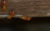 Affordable Termite Control - Fullerton, Fullerton