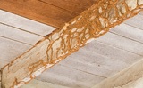 Affordable Termite Control - Fullerton, Fullerton