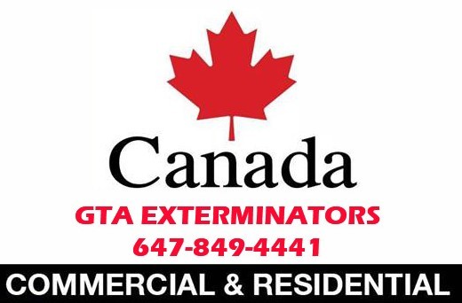 pest control Profile Photos of GTA EXTERMINATORS 650 Lawrence Avenue West - Photo 1 of 1