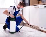  No Bug Pest Control 35 Fencsak Avenue 