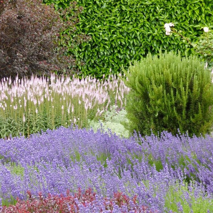  Profile Photos of Lucchesi Plant & Soil Consulting, LLC - - Photo 2 of 2