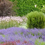 Lucchesi Plant & Soil Consulting, LLC, Los Gatos