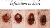 NJ Pest Control - Affordable Bed Bug Removal, North Arlington