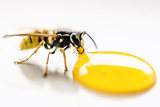 The Exterminator Pest Control, England