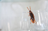 The Exterminator Pest Control, England
