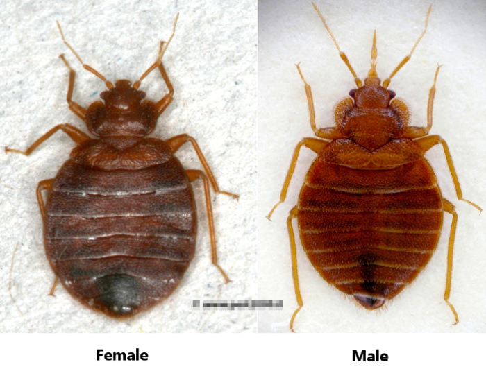  New Album of Eco Bed Bug Exterminators Dc 1615 Q St NW - Photo 1 of 5