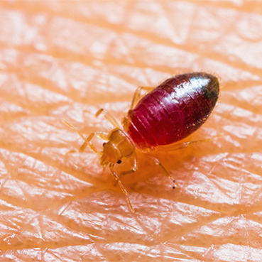  New Album of Eco Bed Bug Exterminators Dc 1615 Q St NW - Photo 3 of 5