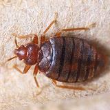Eco Bed Bug Exterminators Dc, Washington