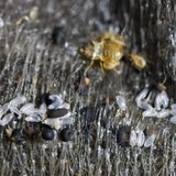 Eco Bed Bug Exterminators Dc, Washington