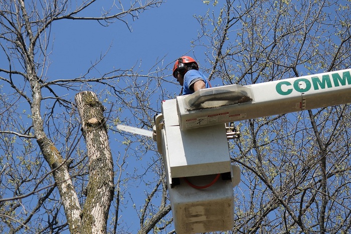  Steve's Tree Service of Steve's Tree Service 600 Rue Auguste Mondoux - Photo 3 of 4