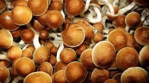  Shroom Bros of Shroom Bros 1151 robson street - Photo 3 of 4