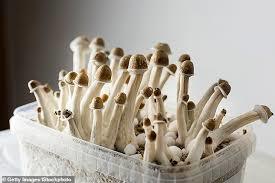  Shroom Bros of Shroom Bros 1151 robson street - Photo 4 of 4