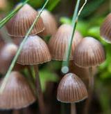 Shroom Bros, Vancouver