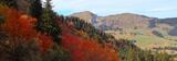 Sawyer Tree Management, Sonora