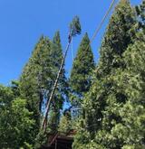 Sawyer Tree Management, Sonora