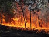 Sawyer Tree Management, Sonora