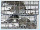 Bats R Us Wildlife Removal Specialist, Bethel