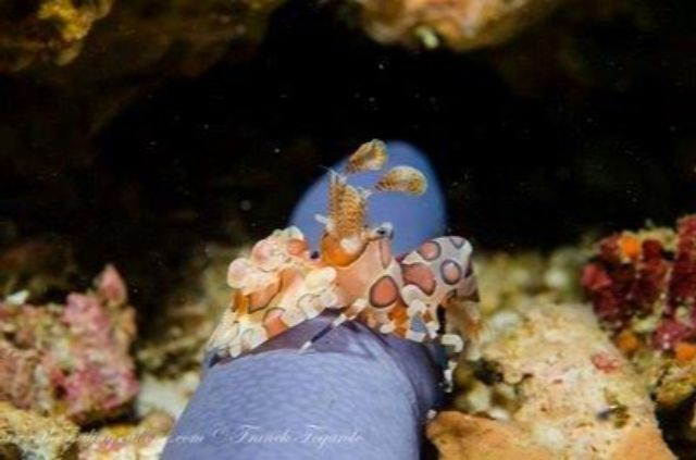 Under water macro photography  The Smiling Seahorse cruises album of The Smiling Seahorse 170 ruangrat Street - Photo 6 of 18