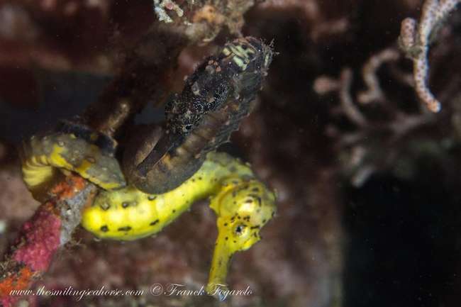  The Smiling Seahorse cruises album of The Smiling Seahorse 170 ruangrat Street - Photo 5 of 18