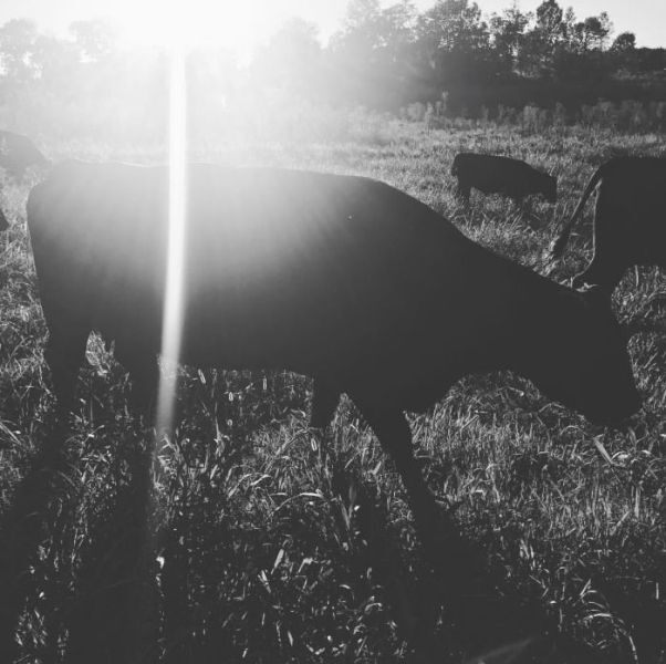  New Album of Southern Ridge Farm 1793 Theta Pike - Photo 1 of 4