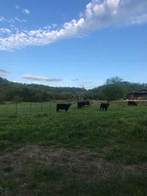  New Album of Southern Ridge Farm 1793 Theta Pike - Photo 3 of 4