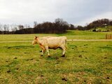 Southern Ridge Farm 1793 Theta Pike 