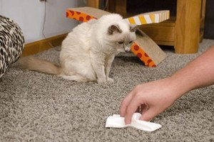  Profile Photos of Carpet And Rug Cleaning & Stretching Serving - Photo 4 of 4