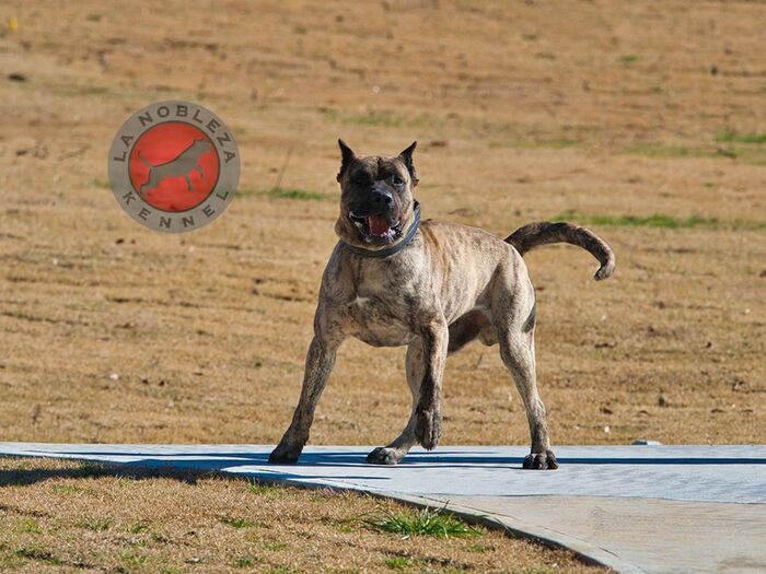  New Album of La Nobleza Kennel 5453 Will Wheeler Rd - Photo 1 of 12