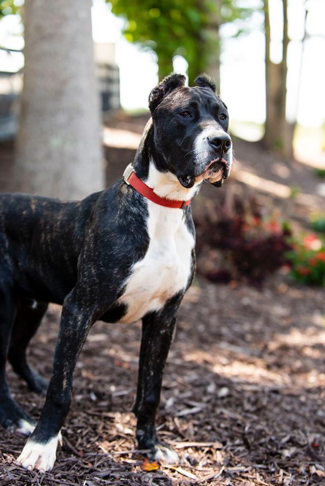  New Album of La Nobleza Kennel 5453 Will Wheeler Rd - Photo 2 of 12