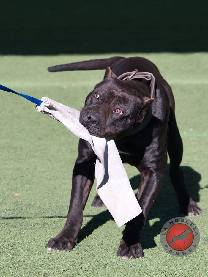  New Album of La Nobleza Kennel 5453 Will Wheeler Rd - Photo 4 of 12