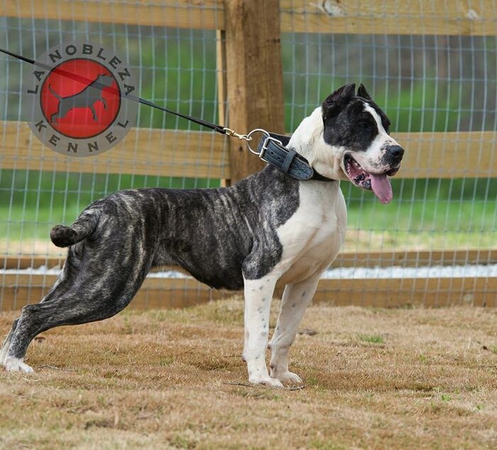  New Album of La Nobleza Kennel 5453 Will Wheeler Rd - Photo 10 of 12