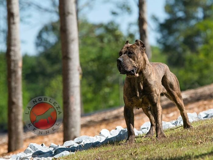  New Album of La Nobleza Kennel 5453 Will Wheeler Rd - Photo 12 of 12