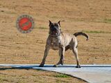  La Nobleza Kennel 5453 Will Wheeler Rd 