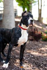  La Nobleza Kennel 5453 Will Wheeler Rd 