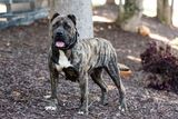  La Nobleza Kennel 5453 Will Wheeler Rd 