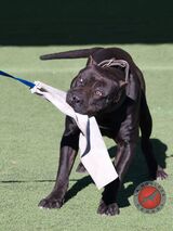  La Nobleza Kennel 5453 Will Wheeler Rd 