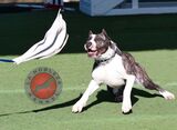  La Nobleza Kennel 5453 Will Wheeler Rd 
