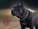  La Nobleza Kennel 5453 Will Wheeler Rd 