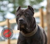 La Nobleza Kennel, Murrayville