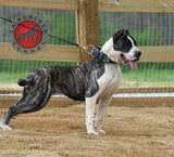 La Nobleza Kennel, Murrayville