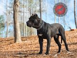 La Nobleza Kennel, Murrayville