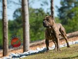 La Nobleza Kennel, Murrayville