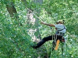 Arbortec Tree Service, Broomfield